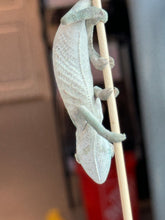 Load image into Gallery viewer, AMBANJA Panther Chameleon x WC male (I4)