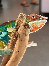 Load image into Gallery viewer, Ambilobe male: WC Hawkeye x Nugget (J1)