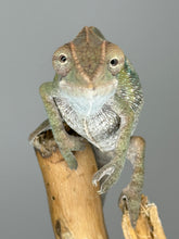 Load image into Gallery viewer, AMBILOBE male: Starburst x Voodoo (E14)