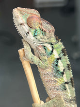 Load image into Gallery viewer, Ambilobe male: Starburst x Margaret (R3)