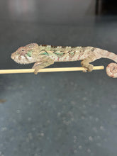 Load image into Gallery viewer, AMBILOBE Panther Chameleon: Sam x Georgia (P10)