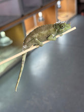 Load image into Gallery viewer, Male Jackson’s Chameleon: I2