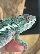 Load image into Gallery viewer, AMBILOBE Panther Chameleon: Starburst x Margaret (R10)