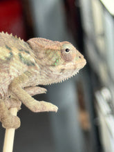 Load image into Gallery viewer, AMBILOBE male: Starburst x Margaret (R3)