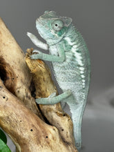 Load image into Gallery viewer, ANKIFY X AMBILOBE Panther Chameleon: (E17)