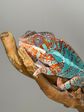 Load image into Gallery viewer, AMBILOBE Panther Chameleon: (K1)