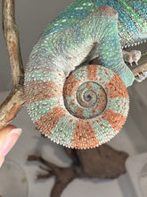 Load image into Gallery viewer, AMBILOBE Male Panther Chameleon: (E14)