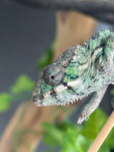 Load image into Gallery viewer, AMBILOBE Panther Chameleon: Magnus x Emma (Q3)