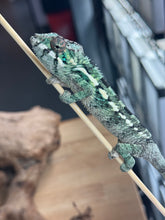 Load image into Gallery viewer, AMBILOBE male: Flash x Rocky (R8)