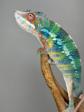 Load image into Gallery viewer, AMBILOBE Panther Chameleon male:(J6)