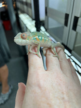 Load image into Gallery viewer, AMBILOBE male: Sam x Amie (Q4)