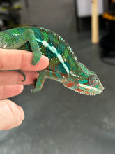 Load image into Gallery viewer, AMBILOBE Panther Chameleon: Frank x Sandy (S14)