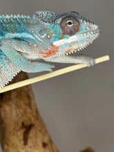 Load image into Gallery viewer, AMBILOBE Male Panther Chameleon: (E33)