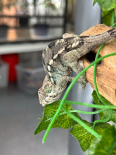 Load image into Gallery viewer, AMBILOBE Panther Chameleon: Frank x Sandy (I8)