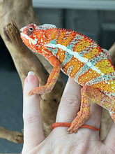 Load image into Gallery viewer, AMBILOBE male: Dax x “Whiskey Girl” (J9)