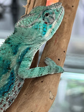 Load image into Gallery viewer, AMBANJA/NOSY FALY male (E15)