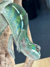 Load image into Gallery viewer, AMBILOBE Panther Chameleon: Frank x Sandy (C5)