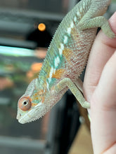Load image into Gallery viewer, AMBILOBE male: Sam x Amie (Q4)