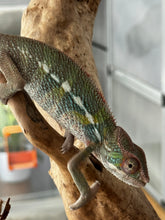Load image into Gallery viewer, AMBILOBE Panther Chameleon: Frank x Sandy (J3)