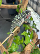 Load image into Gallery viewer, AMBILOBE Panther Chameleon: Magnus x Emma (Q3)