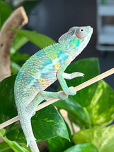 Load image into Gallery viewer, Ambilobe male: Flash x Rocky (R6)