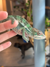 Load image into Gallery viewer, AMBILOBE Panther Chameleon: (E23)