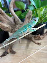 Load image into Gallery viewer, Ambilobe male: Flash x Rocky (R6)