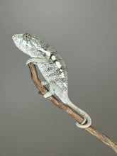 Load image into Gallery viewer, SAMBAVA Panther Chameleon: (E5)