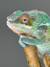 Load image into Gallery viewer, AMBILOBE Panther Chameleon male:(E23)