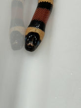 Load image into Gallery viewer, Apricot Pueblan Milk Snake- (MS1)