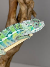 Load image into Gallery viewer, Ambilobe Male Panther Chameleon: Flash x Opal (E18)