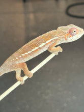 Load image into Gallery viewer, Ambilobe Panther Chameleon: Magnus x Skittles (R15)
