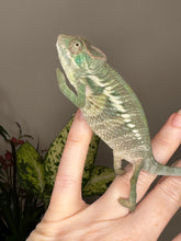 Load image into Gallery viewer, ANKILOBE Panther Chameleon: Ankify x Ambilobe (Q7)