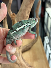 Load image into Gallery viewer, AMBILOBE Panther Chameleon: Starburst x Margaret (R10)