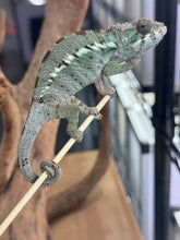 Load image into Gallery viewer, ANKILOBE Panther Chameleon: Ankify x Ambilobe (J12)