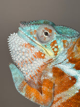 Load image into Gallery viewer, AMBANJA Panther Chameleon: (J7)