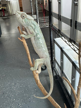 Load image into Gallery viewer, AMBILOBE FEMALE Panther Chameleon: šŗ (E30)
