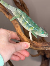 Load image into Gallery viewer, SAMBAVA Panther Chameleon: (E19)