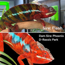 Load image into Gallery viewer, AMBILOBE FEMALE - Flash x Phoenix female 🚺 (R15)