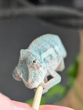 Load image into Gallery viewer, AMBANJA Panther Chameleon: Blue Inferno x Tango (E8)