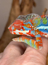 Load image into Gallery viewer, AMBILOBE Panther Chameleon: (J1)