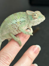 Load image into Gallery viewer, ANKILOBE Panther Chameleon: Ankify x Ambilobe (R8)