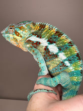 Load image into Gallery viewer, AMBANJA Panther Chameleon: (J5)