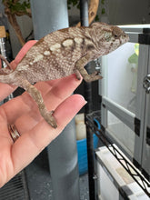 Load image into Gallery viewer, AMBILOBE FEMALE Panther Chameleon: šŗ (O11)