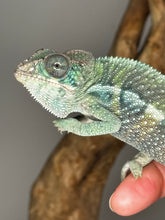 Load image into Gallery viewer, AMBILOBE Male Panther Chameleon: (E32)