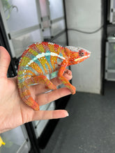 Load image into Gallery viewer, Ambilobe male: WC Hawkeye x Nugget (J11)