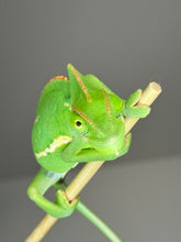 Load image into Gallery viewer, FEMALE Veiled Chameleon (I16)