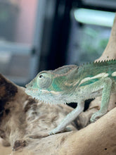 Load image into Gallery viewer, AMBILOBE Panther Chameleon: Sunny Delight x Skittles(R4)