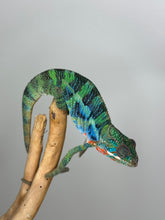 Load image into Gallery viewer, Stunning Ambilobe panther chameleon at FramsChams.com