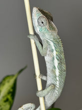 Load image into Gallery viewer, SURPRISE male: (R7)